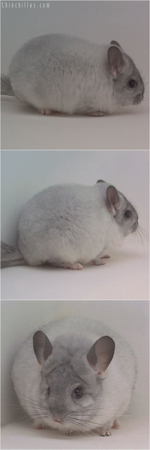 1895 Top Show Quality Mosaic Female Chinchilla