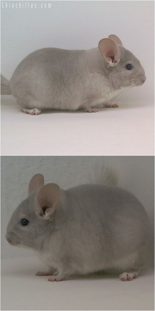 1959 Top Show Quality Beige / Violet Female Chinchilla