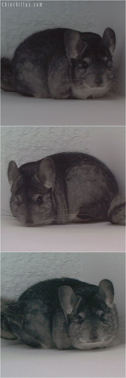 1896 Top Show Quality Standard Female Chinchilla