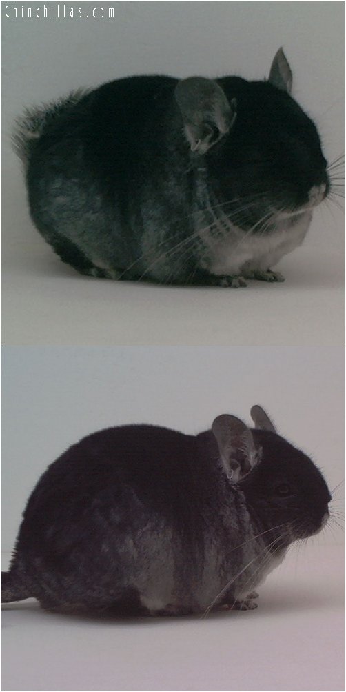 1972 Top Show Brevi - type Black Velvet Male Chinchilla