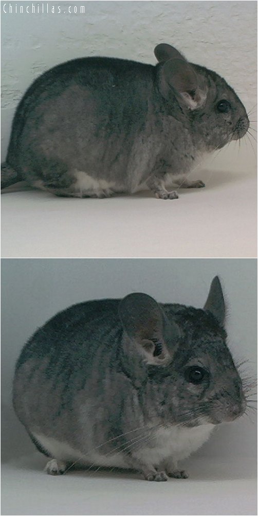 1958 Show Quality Standard ( Violet Carrier ) Female Chinchilla