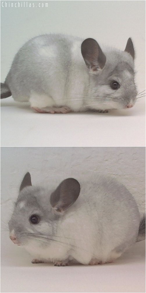 1976 Reserve Section Champion Mosaic Male Chinchilla