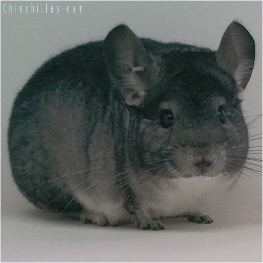 1969 National 1st Place Standard Male Chinchilla