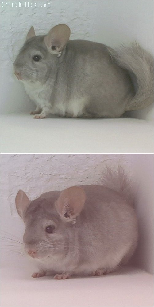 1927 Beige ( Sapphire Carrier ) Male Chinchilla