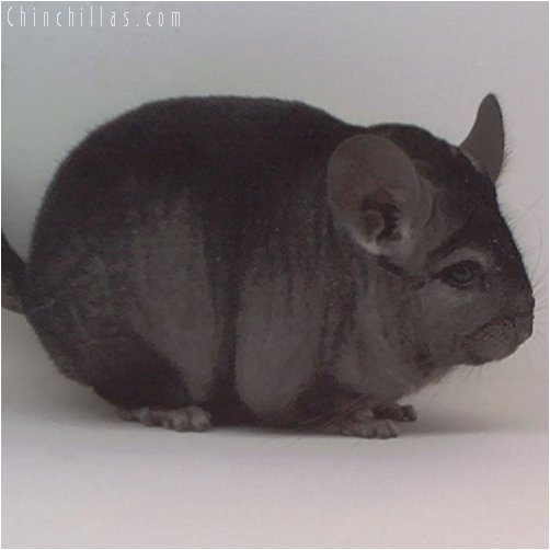 1973 Show Quality Ebony Female Chinchilla