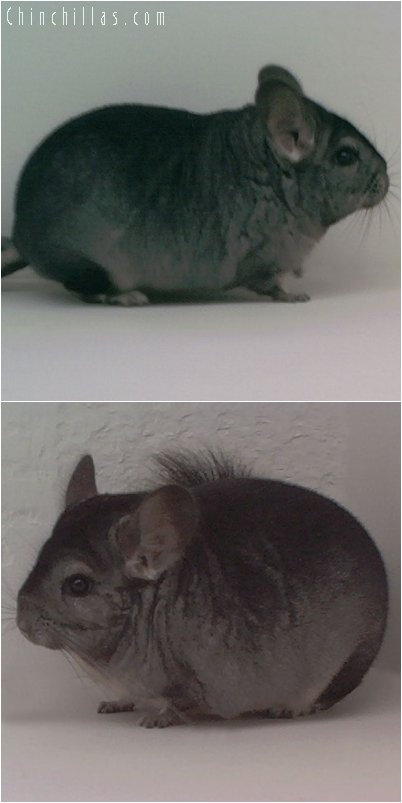 1974 Light Hetero Ebony Female Chinchilla