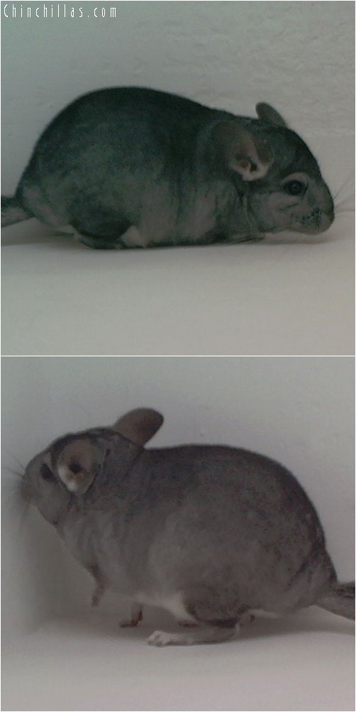 1957 Standard ( Violet Carrier ) Female Chinchilla