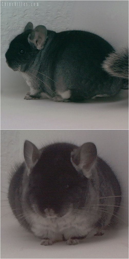 2010 Top Show Quality Black Velvet Male Chinchilla