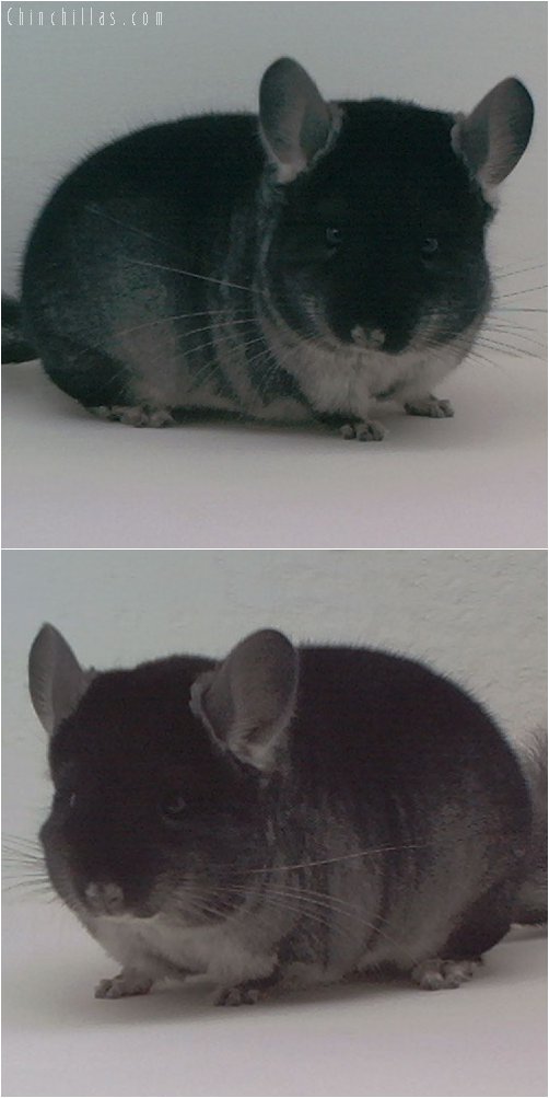 2014 Show Quality Black Velvet ( Ebony Carrier ) Male Chinchilla