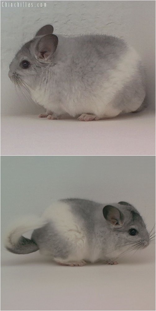 2012 Striped Mosaic Male Chinchilla