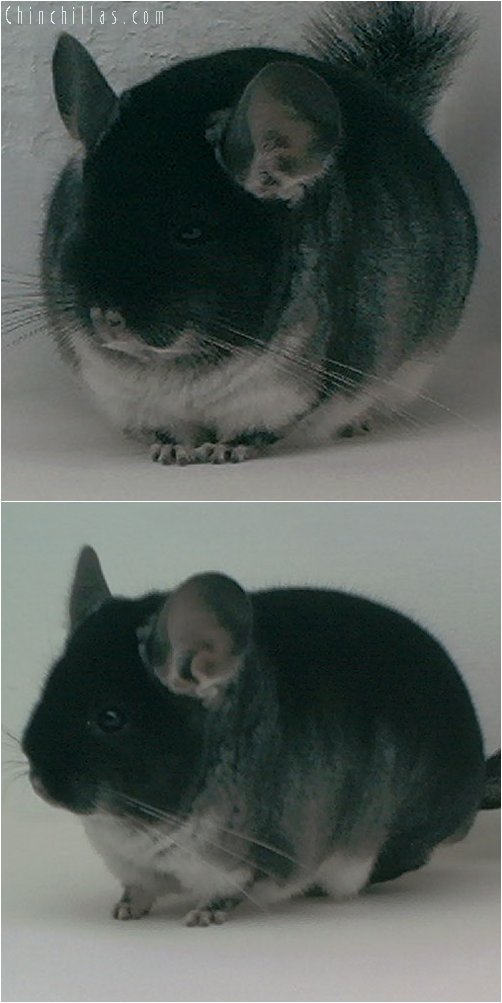 1954 Champion Black Velvet Male Chinchilla