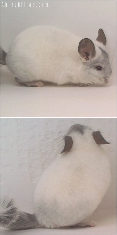 2008 White Mosaic Male Chinchilla with Mask