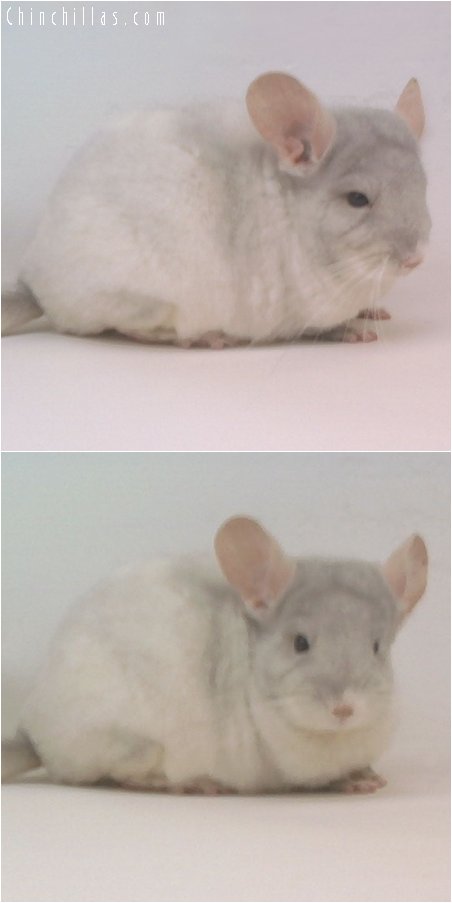 2022 TOV Beige & White Mosaic Female Chinchilla