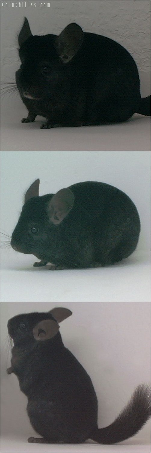 1879 National Res Color Champion Ebony Female Chinchilla