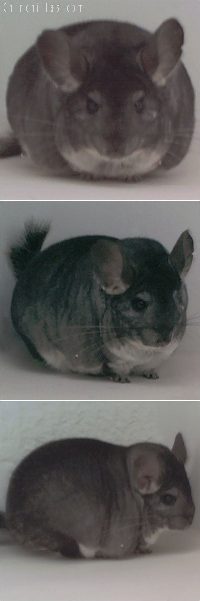 1886 National Reserve Section Champion Standard Female Chinchilla