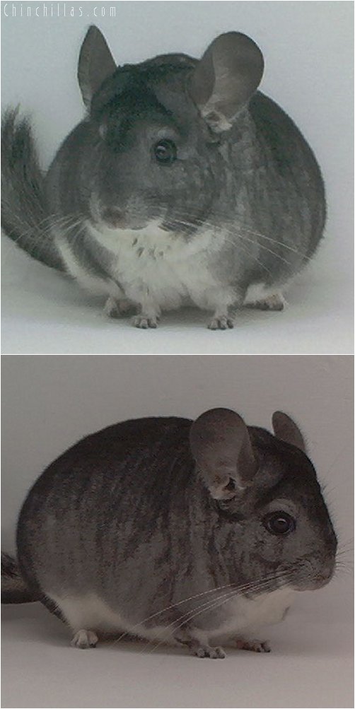 1978 1st Place Standard Female Chinchilla