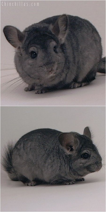 2039 Hetero Ebony ( Violet Carrier ) Female Chinchilla