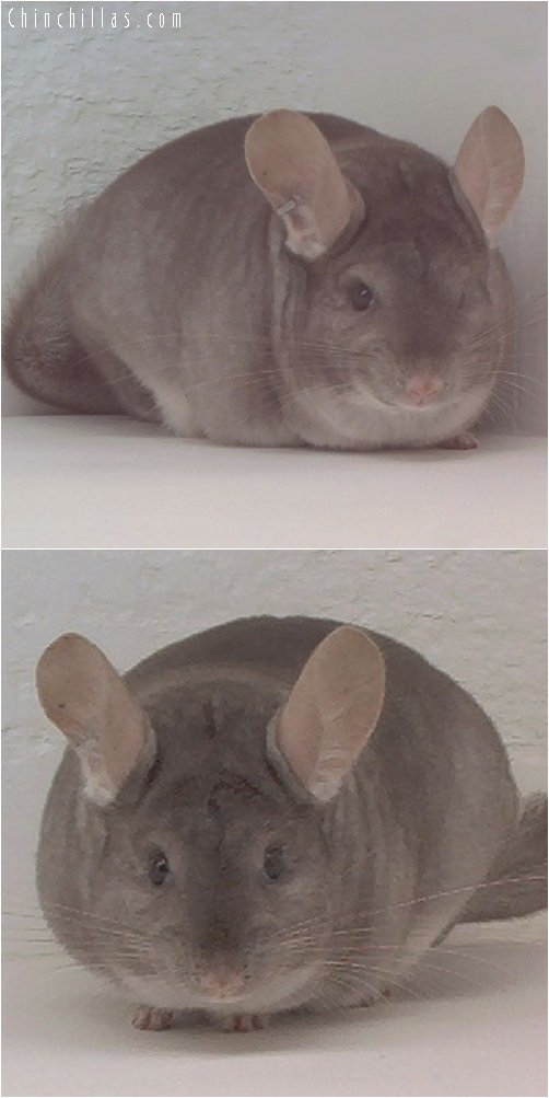 1875 Large National 1st Place Beige Female Chinchilla