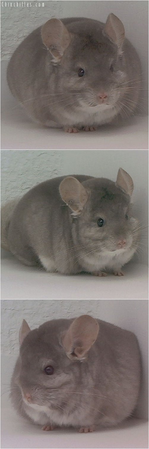 1940 Reserve Section Champion Beige Male Chinchilla