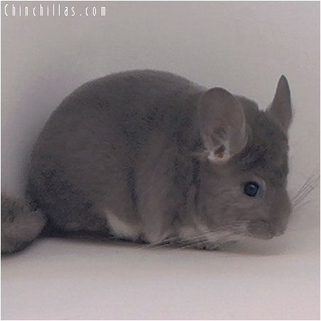 2050 Show Quality Violet Female Chinchilla