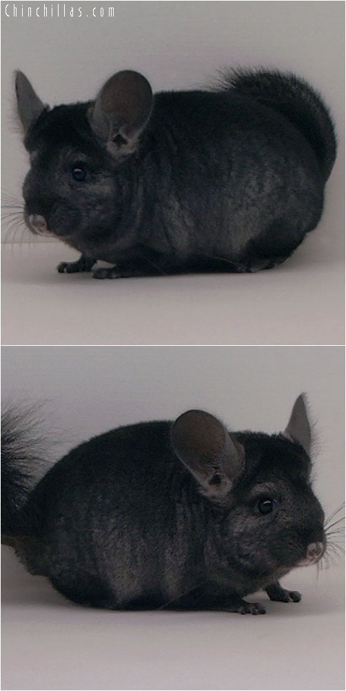 2036 Ebony ( Violet Carrier ) Male Chinchilla