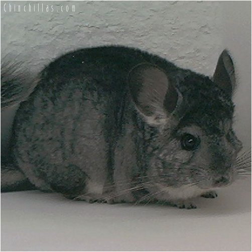 2015 Large Standard ( Violet Carrier ) Female Chinchilla