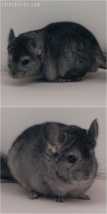 2032 Ebony ( Violet Carrier ) Male Chinchilla