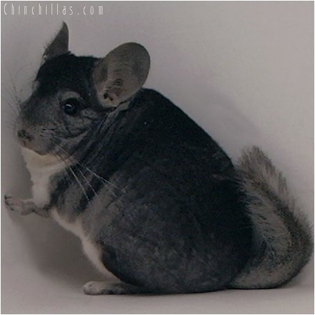 1971 National First Place Standard Male Chinchilla