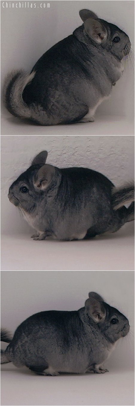 2045 Show Quality Standard Female Chinchilla