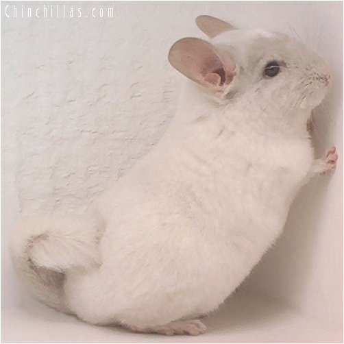 1998 Pink White Female Chinchilla