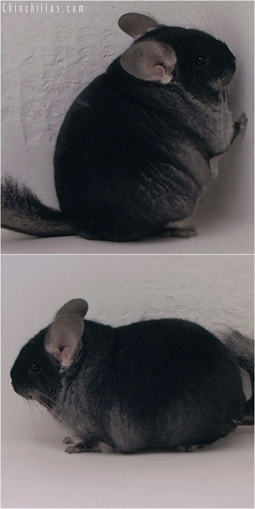 2024 Blocky Show Quality Black Velvet Female Chinchilla