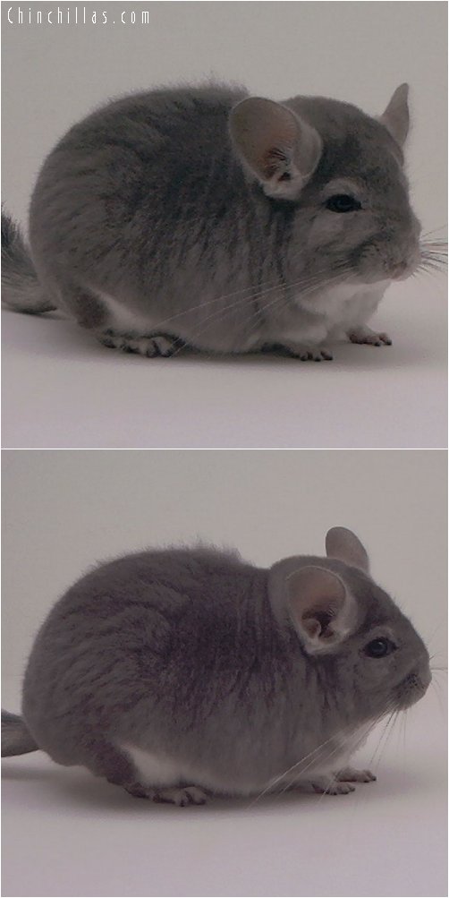 1943 Section Champion Violet Male Chinchilla