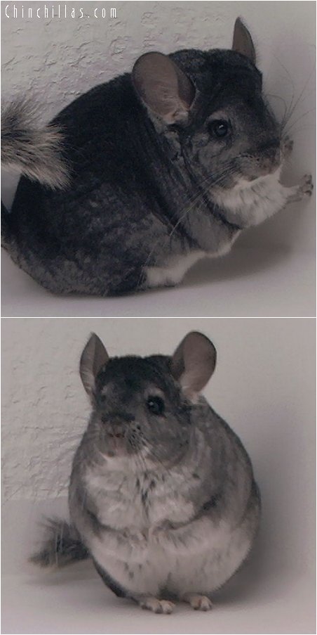 2052 Top Show Quality Standard Female Chinchilla