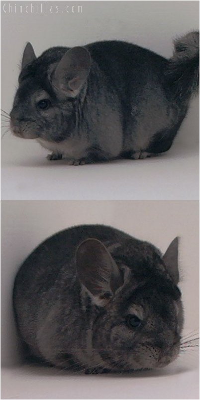 2054 Standard ( Ebony Carrier ) Female Chinchilla