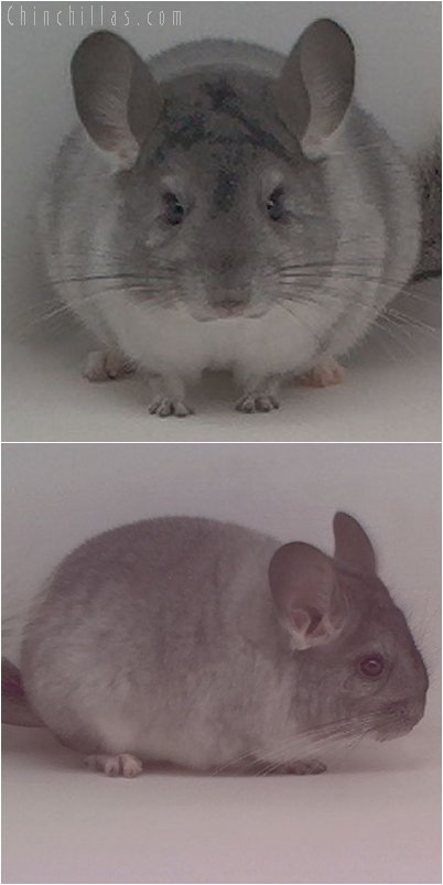 2018 Silver Female Chinchilla