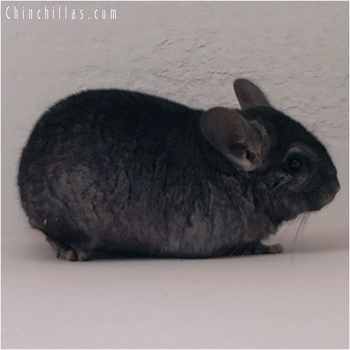 2033 Ebony ( Violet Carrier ) Male Chinchilla