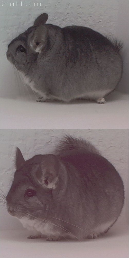 1947 Grand Show Champion Standard Female Chinchilla