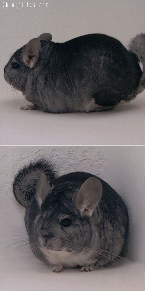 2048 Large Show Quality Standard Male Chinchilla