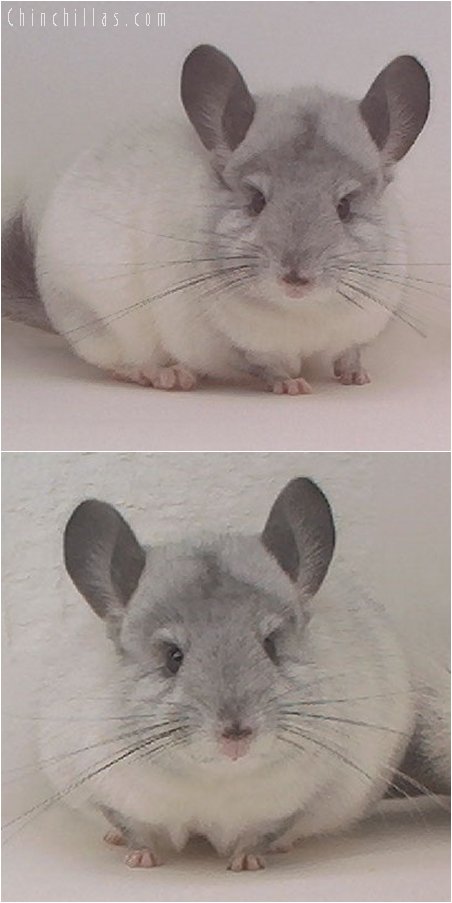 2019 Top Show Quality White Mosaic Female Chinchilla