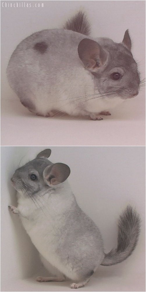 1936 First Place White Mosaic Male Chinchilla