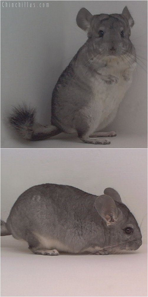 1990 Showable Standard ( Sapphire Carrier ) Male Chinchilla