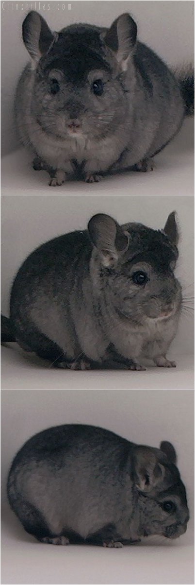 2066 Hetero Ebony ( Violet Carrier ) Male Chinchilla