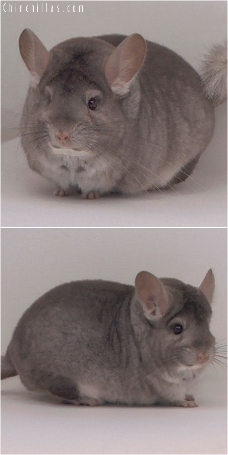 2065 Top Show Quality Beige Female Chinchilla