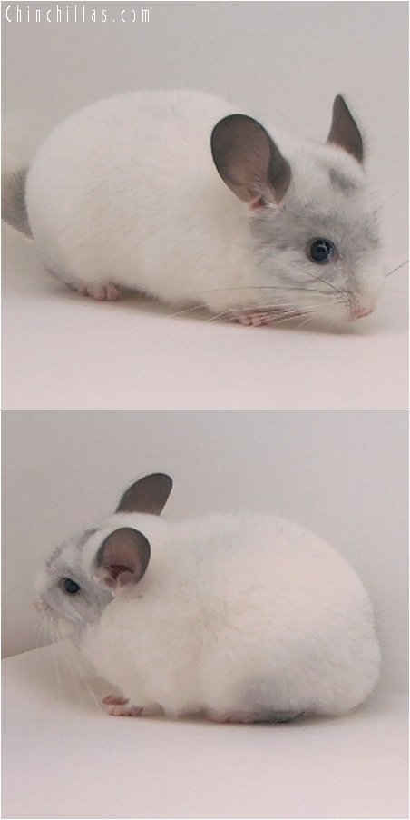 2067 White Mosaic Female Chinchilla