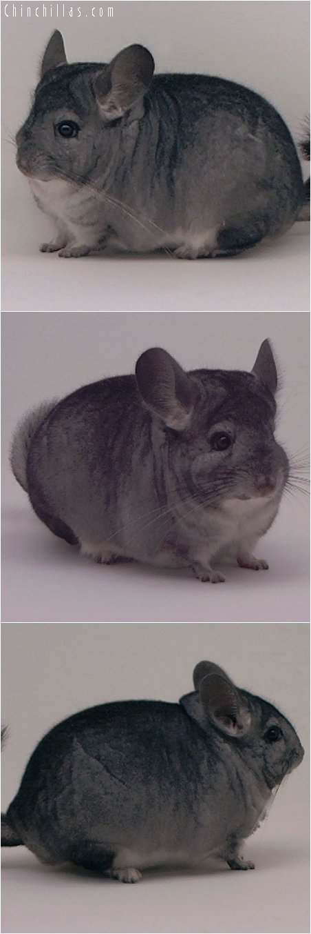 2068 Top Show Quality Standard Female Chinchilla