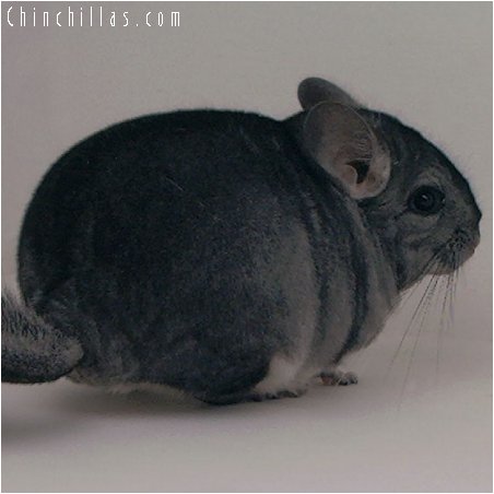 2063 Exceptional Standard Female Chinchilla