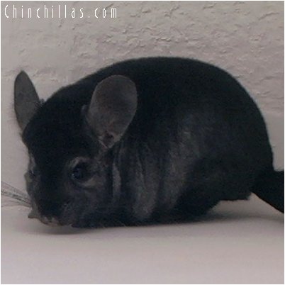 2056 Top Show Quality Ebony Male Chinchilla