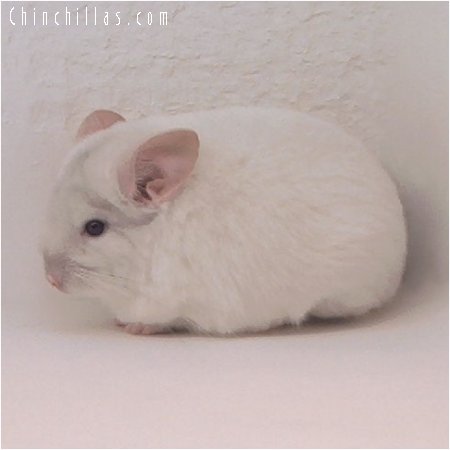 2070 Beige & White Mosaic Female Chinchilla