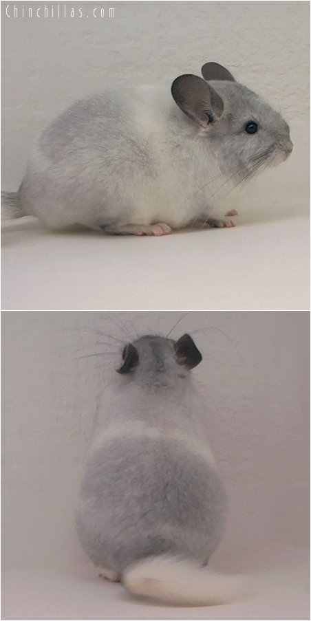 2078 White Mosaic Female Chinchilla