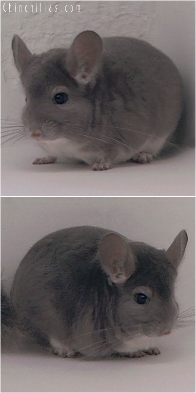 2053 Show Quality Violet Male Chinchilla